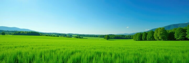 Obraz premium Crops and trees in a vast green meadow under clear blue sky, farm, landscape, fields