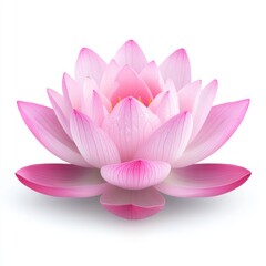 Exquisite Pink Lotus Flower on White Background for Serenity Themes