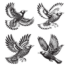 High-Quality Vector Silhouette of a European Starling on White Background