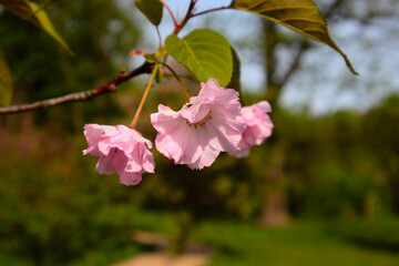 Pink cherry blossoms in bloom