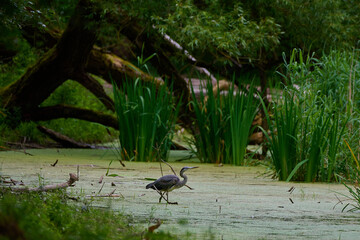 Grey heron ,, ardea cinerea ,, in its natural environment, Danubian wetland, Slovakia