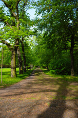 Naklejka premium Sunny path through green trees