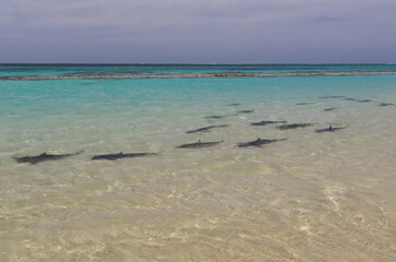 Sharks Swimming in Shallow Crystal Clear Waters of a Tropical Lagoon, Capturing Marine Wildlife in Its Natural and Pristine Habitat