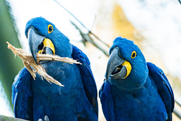 Ara, Vogel, Tropisch