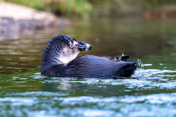 Brillenpinguin, Pinguin, Schwimmender Pinguin
