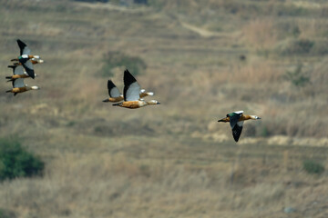 Flying ducks