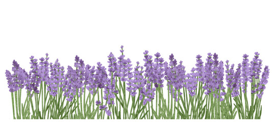 hand-drawn lavender flowers, isolated on transparent background, border, frame, illustration, element