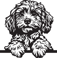 peeking cavapoo dog