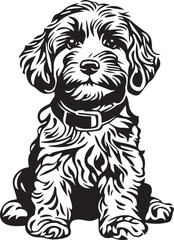 cavapoo dog with collar