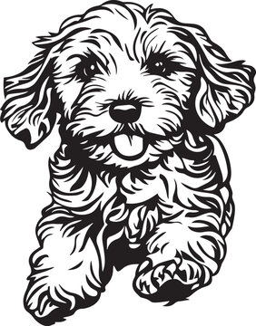 running cavapoo dog