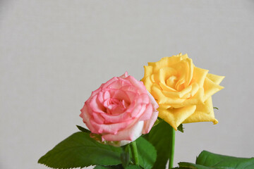 濡れたピンクと黄色のばら