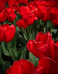 Red tulips blooming in spring garden