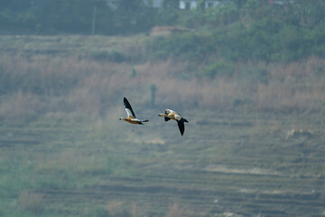 Flying ducks