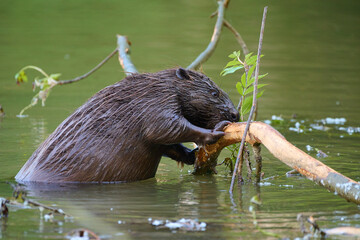 Eurasian beaver ,, Castor fiber,, in its natural environment, Danubian wetland, Slovakia © Tom