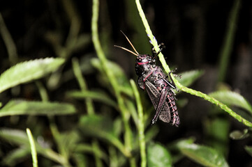 Red-winged Grasshopper (Arphia pseudonietana), National Park Tortuguero, Costa Rica