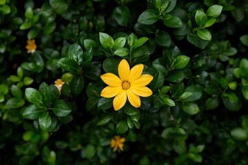 Obraz premium A lone yellow flower stands out amid a backdrop of rich green foliage, embodying uniqueness and beauty in nature, perfect for minimalistic or botanical themes.