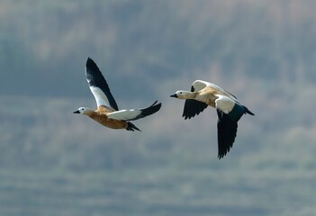 Flying ducks