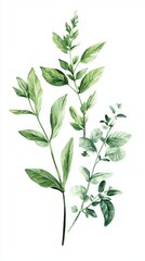 Fototapeta premium Delicate Watercolor Botanical Illustration of Lush Green Leaves. A Stunning Display of Nature's Beauty, Perfect for Home Decor or Gift