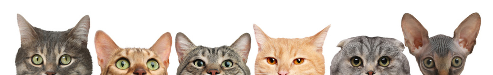 Different cats peeking out from banner on white background. Cute pet © New Africa