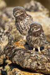 Little Owl, Athene noctua, Mediterranean Forest, Castilla y Leon, Spain, Europe