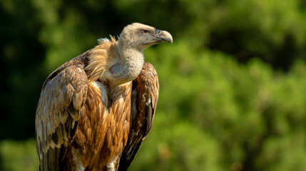 Eurasian Griffon Vulture, Gyps fulvus, Agricultural Fields, Castilla y Leon, Spain, Europe