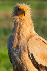 Egyptian Vulture, Neophron percnopterus, Agricultural Fields, Castilla y Leon, Spain, Europe