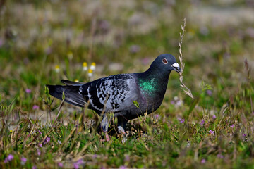Stadttaube, Haustaube // Domestic pigeon (Columba livia f. domestica)