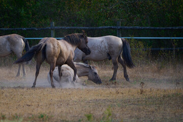 Wild horses of the Konik breed live freely in a protected park, Marchegg, Austria © Tom