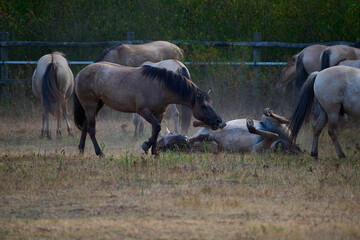 Wild horses of the Konik breed live freely in a protected park, Marchegg, Austria © Tom