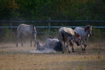 Wild horses of the Konik breed live freely in a protected park, Marchegg, Austria © Tom