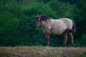 Obraz premium Wild horses of the Konik breed live freely in a protected park, Marchegg, Austria