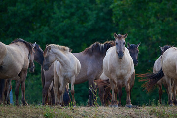 Wild horses of the Konik breed live freely in a protected park, Marchegg, Austria © Tom