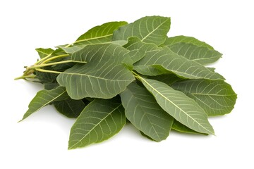 Obraz premium sage leaves isolated on white