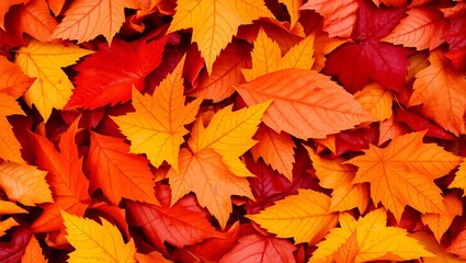 Autumn foliage with vibrant red and orange maple leaves for seasonal backgrounds and nature-inspired designs