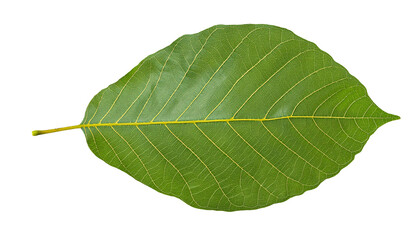 Obraz premium green bodhi leaf isolated on background showcasing intricate veining pattern and smooth texture for botanical and spiritual references 