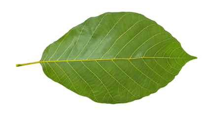 green bodhi leaf isolated on background showcasing intricate veining pattern and smooth texture for botanical and spiritual references
