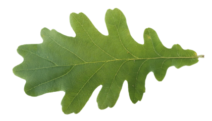oak leaf isolated on background showing intricate veining pattern and natural lobed structure for botanical and forestry studies
