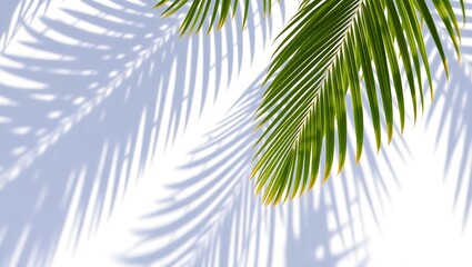 Fototapeta premium Artistic palm leaf shadows on a bright white background with strong sunlight contrast perfect for tropical design concepts
