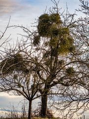 Obstbäume im Winter