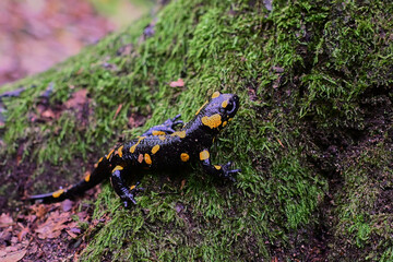 Rare species of amphibian Fire salamander ,, slalmandra salamandra,, in Carpathian forest, Slovakia