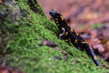 Rare species of amphibian Fire salamander ,, slalmandra salamandra,, in Carpathian forest, Slovakia