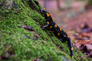 Rare species of amphibian Fire salamander ,, slalmandra salamandra,, in Carpathian forest, Slovakia