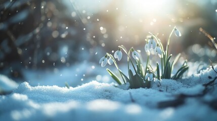 white snowdrop flowers blooming outdoors in snow