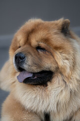 Chow chow dog, close-up