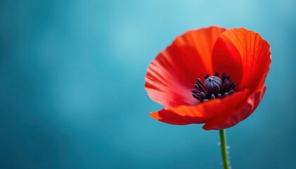 Obraz premium Poppy flower with stamen and pistil on a soft focus blue background, blue, poppies