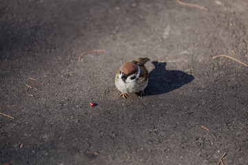 A small sparrow stands on asphalt pavement, casting a shadow, with a tiny red berry and twigs nearby. The scene captures a moment of curiosity or contemplation in a natural winter setting.