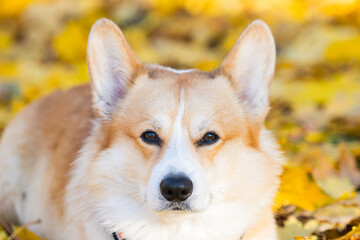 Welsh Corgi on a walk