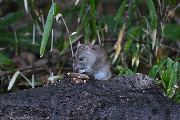 ドブネズミ street rat