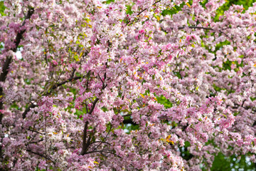 blooming pink apple tree