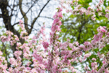 blooming pink apple tree